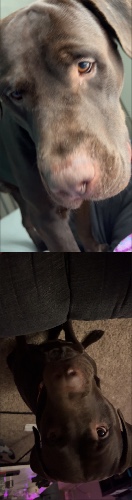 Design 683697 Skateboards, Longboards and Grip Tape Image