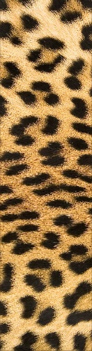 Design 686448 Skateboards, Longboards and Grip Tape Image