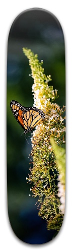 Design 687881 Skateboards, Longboards and Grip Tape Image