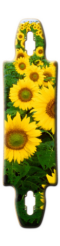 Design 44185 Skateboards, Longboards and Grip Tape Image