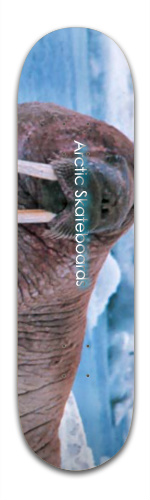 Walrus