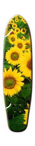 Design 4273 Skateboards, Longboards and Grip Tape
