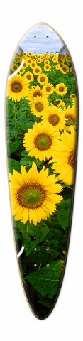 Design 9996 Skateboards, Longboards and Grip Tape