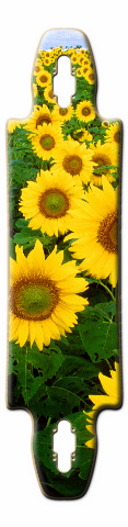 Design 8957 Skateboards, Longboards and Grip Tape Image