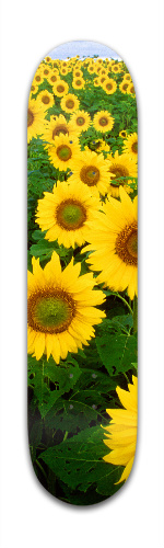 Design 50439