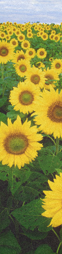The Flower Child