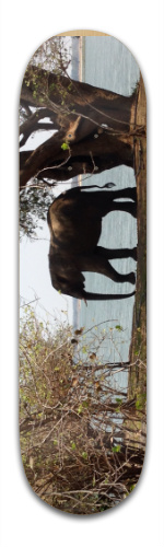 Tom Elephant Skateboards, Longboards and Grip Tape Image