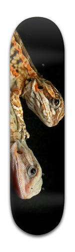 Bearded dragon by:lowc