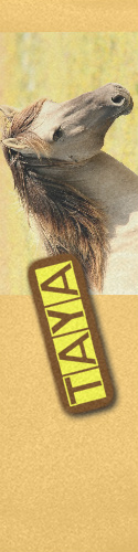 Design 137918 Skateboards, Longboards and Grip Tape Image