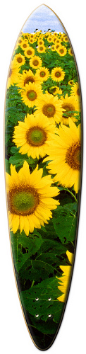 Design 66351