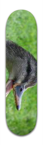 Design 83655 Skateboards, Longboards and Grip Tape Image