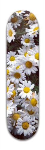 Daisies