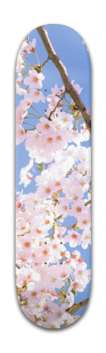 Design 114549 Skateboards, Longboards and Grip Tape Image