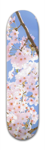 Design 114544 Skateboards, Longboards and Grip Tape Image