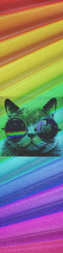 cool cat