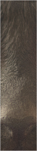 Design 245631 Skateboards, Longboards and Grip Tape
