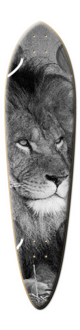 Design 155211 Skateboards, Longboards and Grip Tape