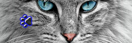 Design 155616 Skateboards, Longboards and Grip Tape Image