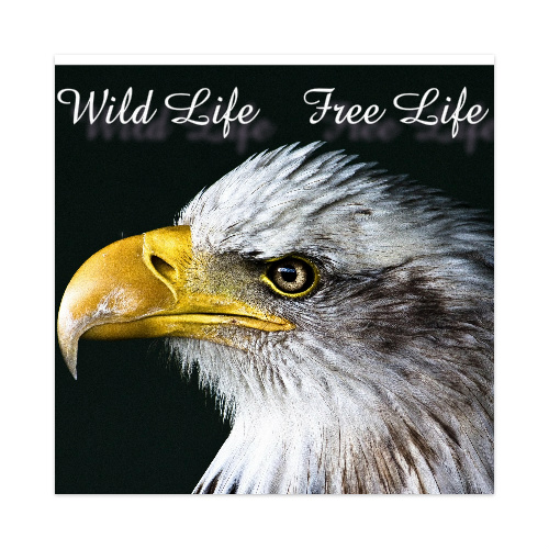 Design 188901 Skateboards, Longboards and Grip Tape Image