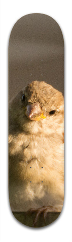 Design 222831 Skateboards, Longboards and Grip Tape Image