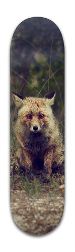 Design 228032 Skateboards, Longboards and Grip Tape Image