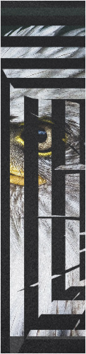Design 268440