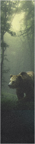 Forest Bear