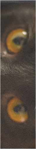 Design 312271 Skateboards, Longboards and Grip Tape Image