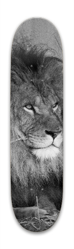 Design 313923 Skateboards, Longboards and Grip Tape Image