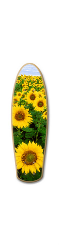 Design 446255 Skateboards, Longboards and Grip Tape