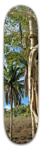 Design 455542 Skateboards, Longboards and Grip Tape Image