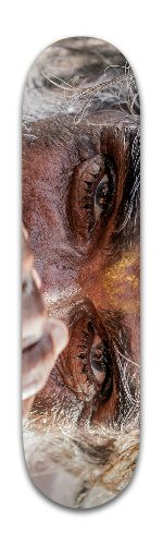 Design 491460 Skateboards, Longboards and Grip Tape Image