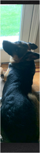 Design 546109 Skateboards, Longboards and Grip Tape Image